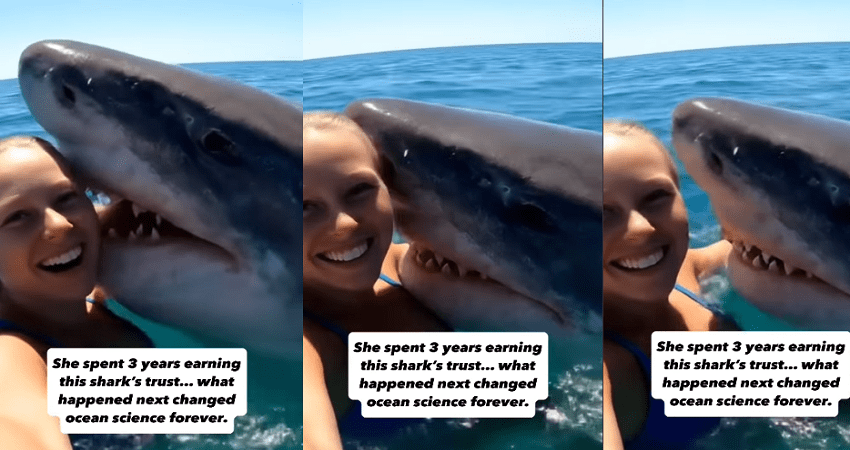 Viral Video of Woman Kissing Great White Shark Sparks 'Real or Fake